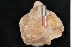 Foto (Detailansicht) von Lomariopsis dunstanensis Ettingshausen (NHMW-GEO-2024-0188-10103)